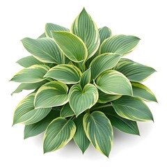 Hosta ‘June’ Elegant Shade Perennial with Striking Blue-Green Leaves and Vibrant Golden Centers, Ornamental Garden Sophistication, and Minimal Botanical Still Life on Pure White Solid Background
