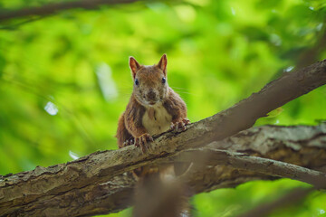 北海道の野生動物