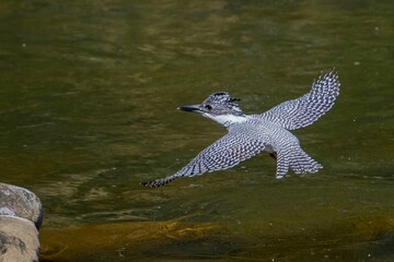 グリーンの水面をバックに優雅に飛ぶヤマセミ