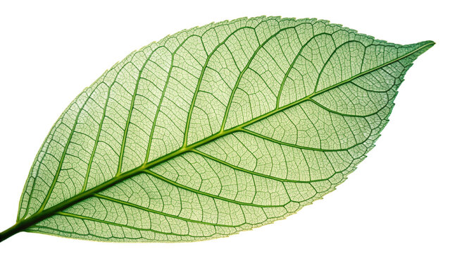 Translucent Leaf Detail on Transparent Background: Macro Veins and Texture
