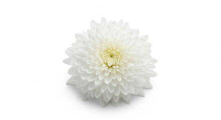 Single white chrysanthemum on white background