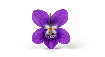 Single violet flower on white background