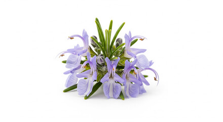 Cluster of light purple rosemary flowers on white background