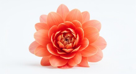 Single coral peach-colored flower on white background
