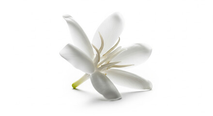 Single white coffee blossom on white background