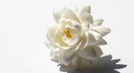 Close-up of single white jasmine on white background