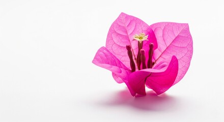 Single pink bougainvillea on white background