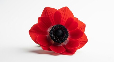 Single red anemone on white background