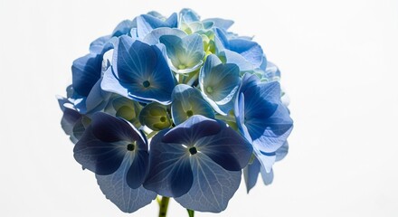 Single blue hydrangea on white background, detailed petals