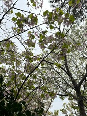 Cherry Blossoms Blooming on Tree Branches in Spring