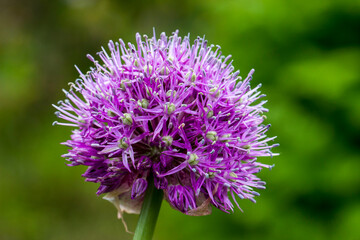 the Aftalun onion. purple spherical flower on a blurred green background with highlights. close-up. natural lighting
