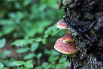 mushroom tinder . colorful detailed macro photo of mushroom on blur background. space for text. natural natural beauty. close-up.