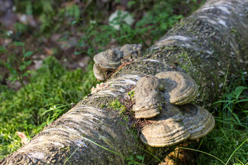 mushroom tinder . colorful detailed macro photo of mushroom on blur background. space for text. natural natural beauty. close-up.