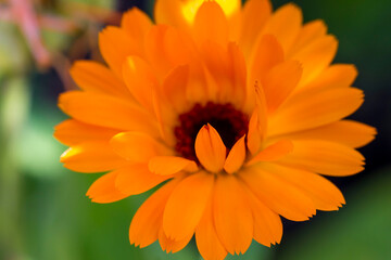 orange calendula flower. colorful detailed macro photo of a flower. blurred background with highlights, bokeh. space for text. natural beauty. close-up.