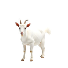 Fototapeta premium Adorable white goat stands proudly with small horns and a curled tail transparent background