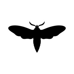 black and white moth silhouette isolated on white background. butterfly vector illustration. moth, insect, butterfly, wings, art, design, illustration, graphic, nature