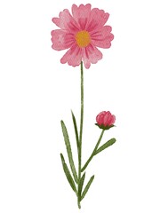 Cosmos flower watercolor illustration
