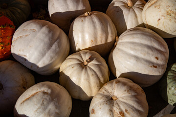 Clustered White Pumpkins: Autumn Texture and Form