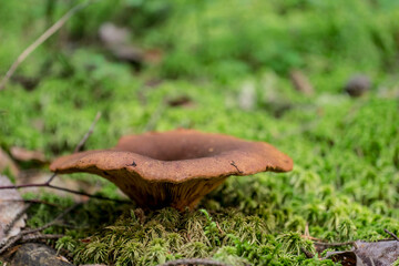 Tapinella atrotomentosa. colorful detailed macro photo of a mushroom with a blurred background. space for text. natural beauty.