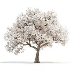 Fototapeta premium isolated tree with white flowers with png white background isolated