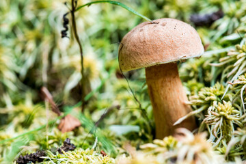 false boletus. colorful detailed macro photo of a mushroom with a blurred background. space for text. natural beauty. close-up.