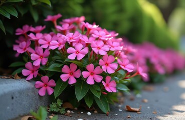 Bright pink periwinkle flowers bloom in cluster along pathway. Closeup macro shot delicate petals, green leaves of ornamental flowering plant, known for vibrant summer, spring blossoms.