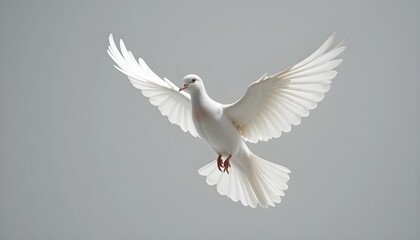 Obraz premium white dove flying