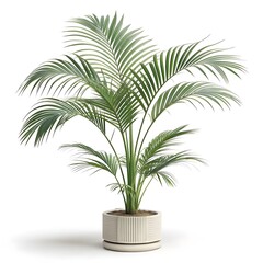 Obraz premium Kentia Palm Elegant Arching Tropical Fronds with Lush Deep Green Grace, Timeless Indoor Sophistication, and Minimal Contemporary Botanical Still Life on Pure White Solid Background