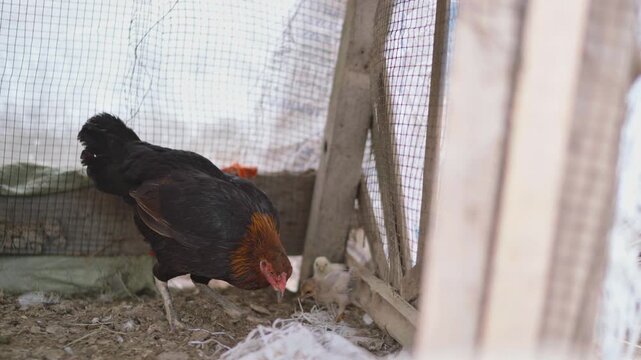 View of a desi murgi in a rural village of Sindh, Pakistan.