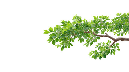 Obraz premium A branch of a tree adorned with vibrant green leaves 