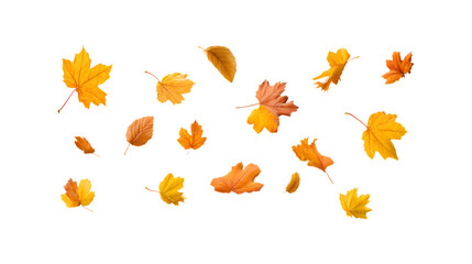 Obraz premium Falling autumn leaves creating a picturesque seasonal scene 