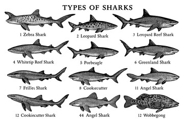 Vintage engraving of various shark species with detailed anatomical illustrations, Transparent Background
