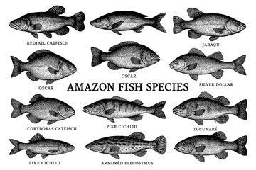Vintage engraving of Amazon river fish species with detailed anatomical illustrations, Transparent Background