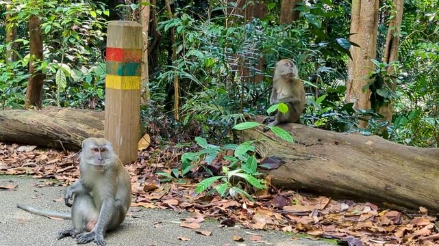 Two Monkeys Sitting by the Jungle Road &ndash; Bukit Timah Reserve, Singapore (4K)