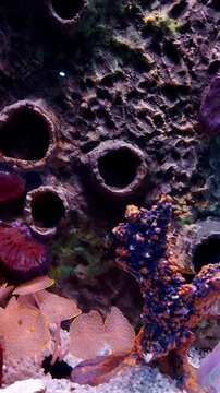 Candid handheld motion following the movement of a Sebae Clownfish or Amphiprion sebae inside a saltwater aquarium