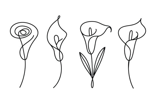 Elegant single line drawing of four delicate calla lilies in various stages of bloom on a white background
