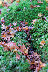 苔と紅葉した落ち葉