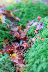 苔と紅葉した落ち葉
