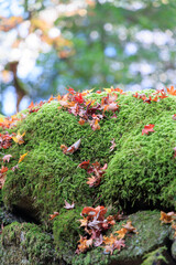 苔と紅葉した落ち葉