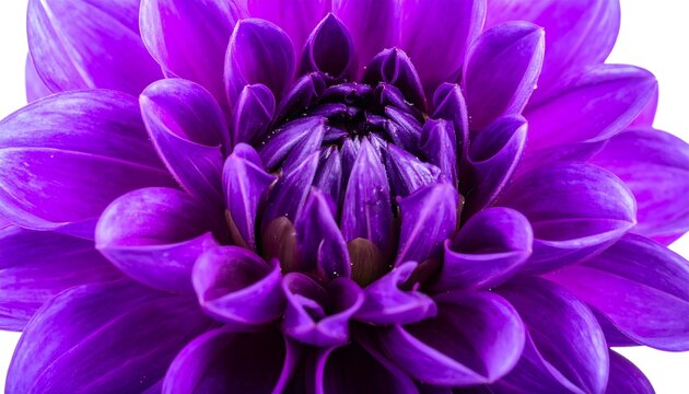 Close-up of a vibrant purple dahlia blossom against a white background