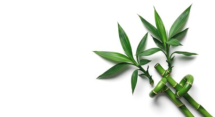 Fresh green bamboo stalks with lush leaves isolated on a clean white surface