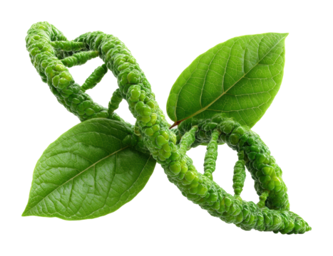 Nature-inspired dna structure botanical garden graphic design greenery isolated on transparent background