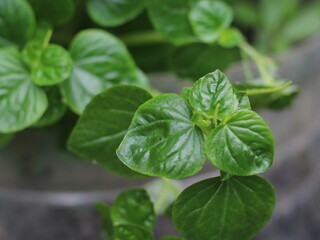 close up of chinese betel leaf 