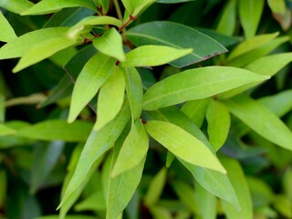 close up of green leaves