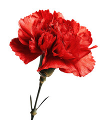 Vibrant red carnation flower isolated on transparent background