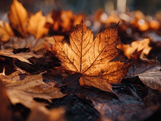 Close Up of Orange and Brown Maple Leaves on the Ground in Autumn