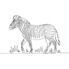 Continuous line of walking standing zebra .Single one line art of wild zebra , One continuous line illustration of an zebra isolated on white background.