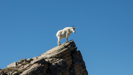 Mountain goat standing on a rocky cliff edge.