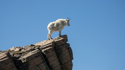 A white mountain goat on a rocky peak against a blue sky.