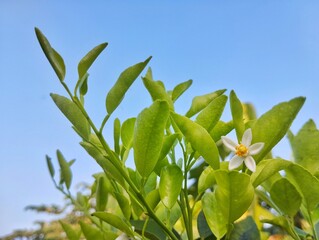 Kaffir lime or makrut leaves and flower still on tree (Citrus hystrix) in outdoor garden, Copy space